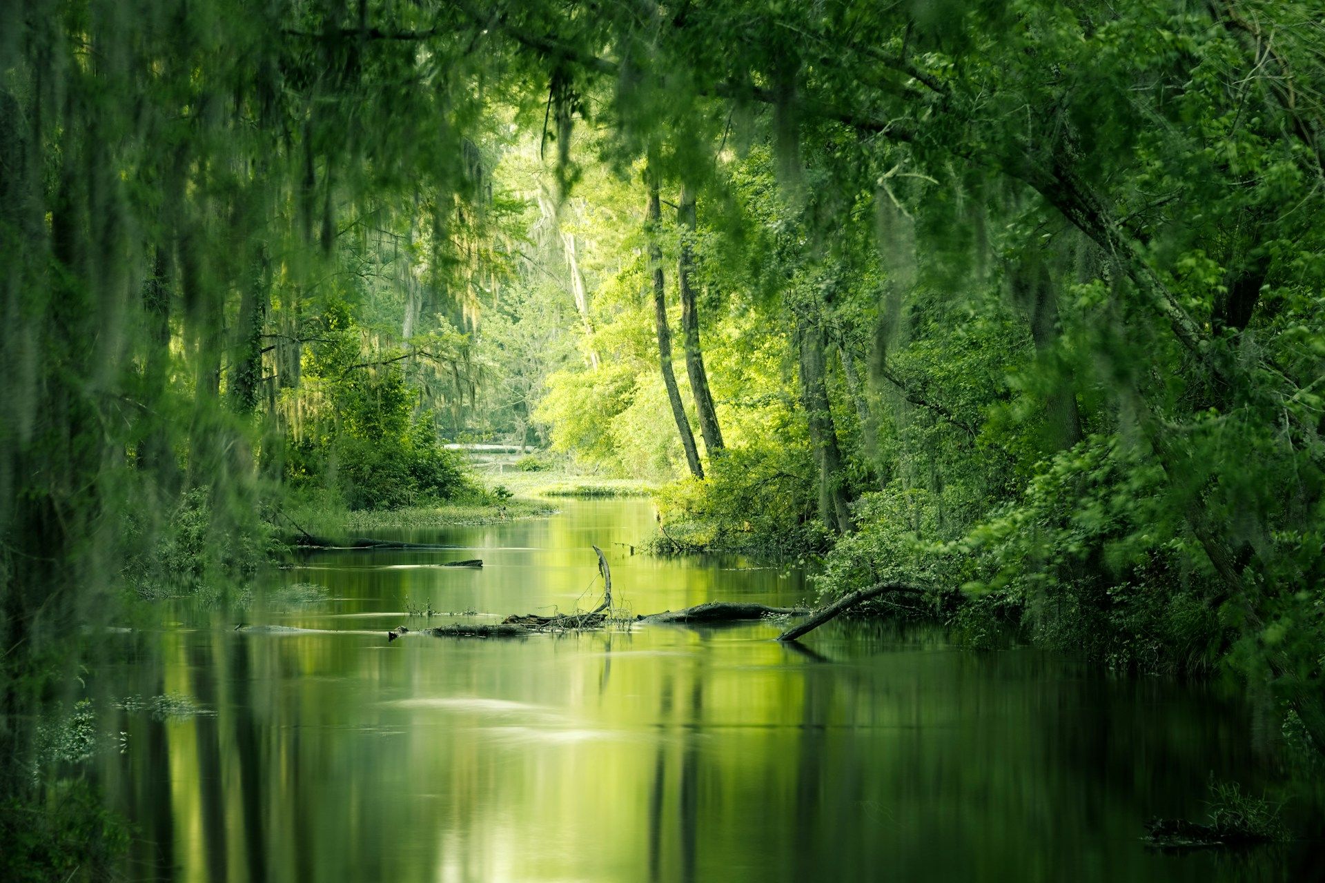 Green trees by river in Augusta GA