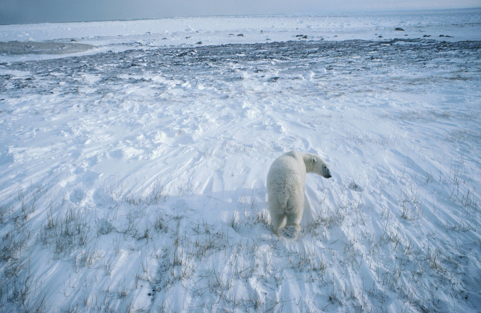 Polar bear in Brandon MB snowfield