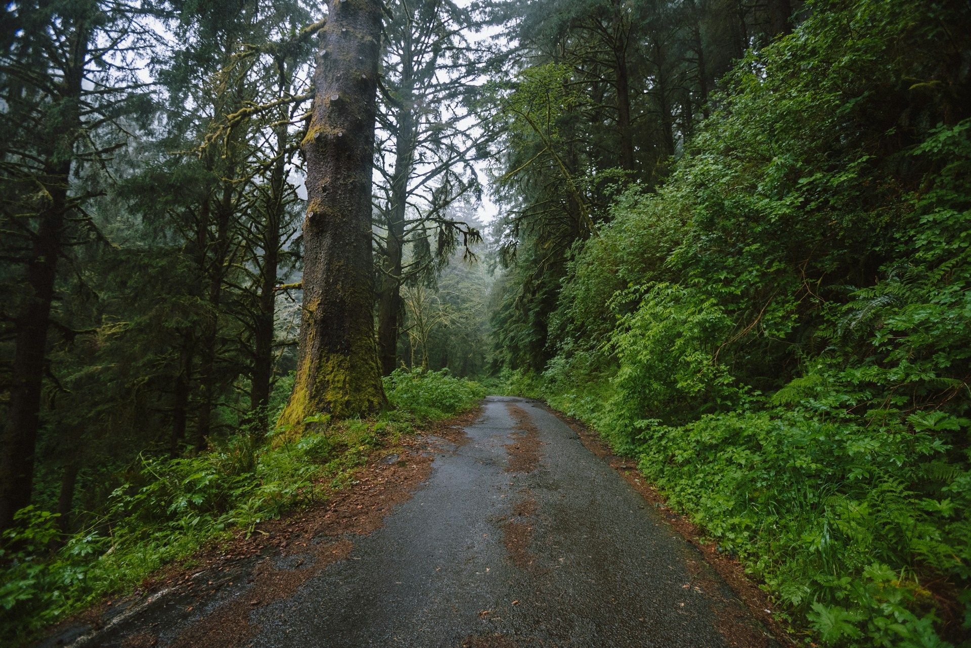 Road in forest Eugene OR