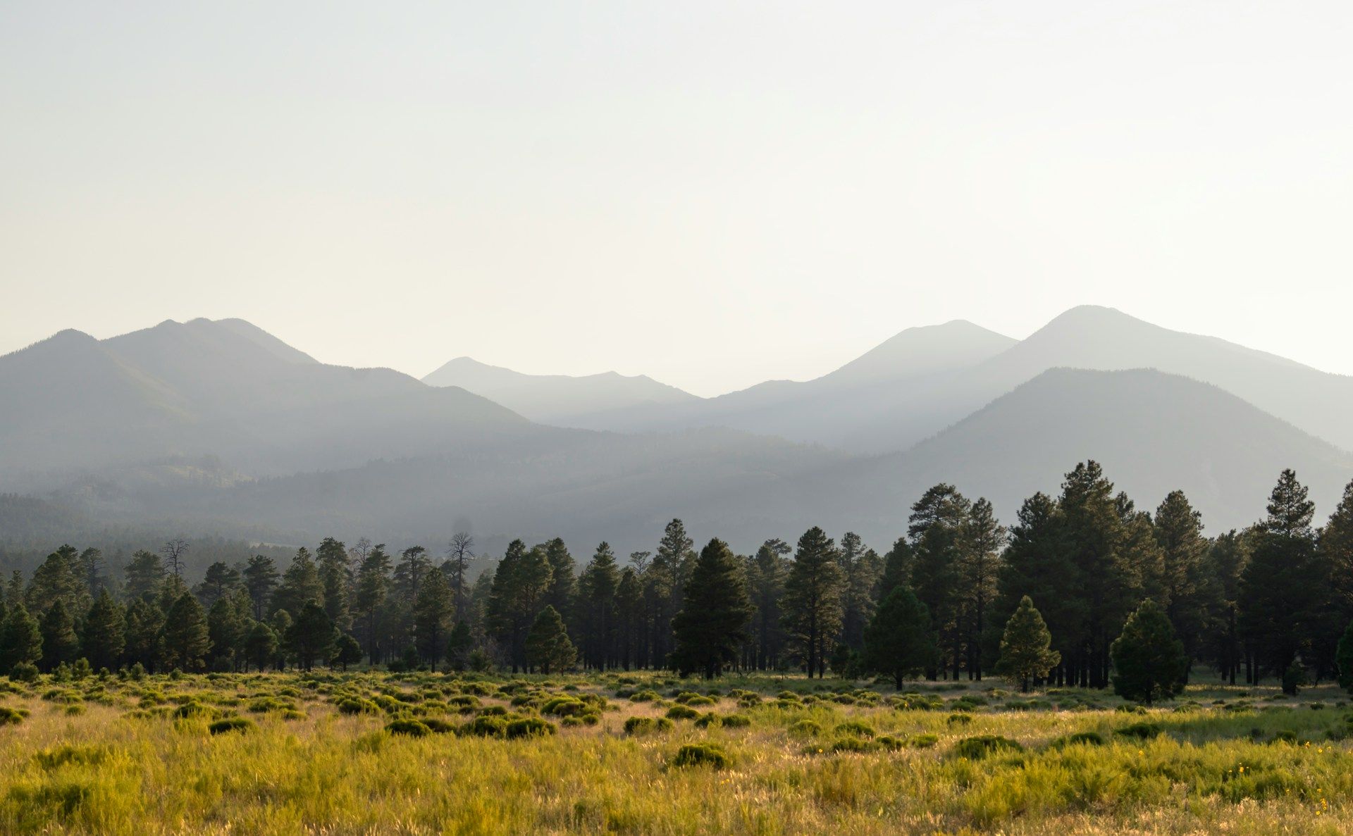 Green trees in Flagstaff AZ