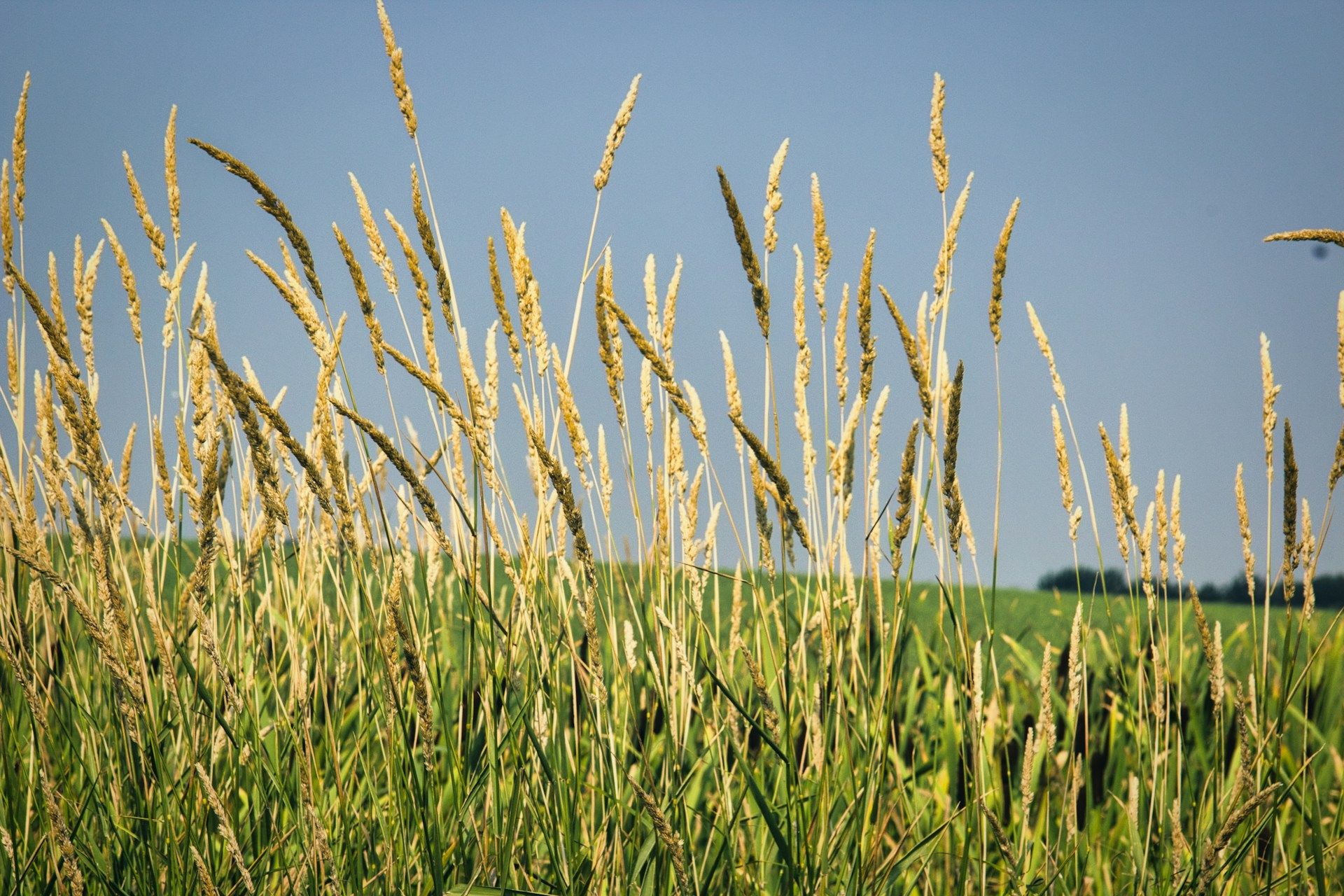 Tall grass under blue sky Lloydminster