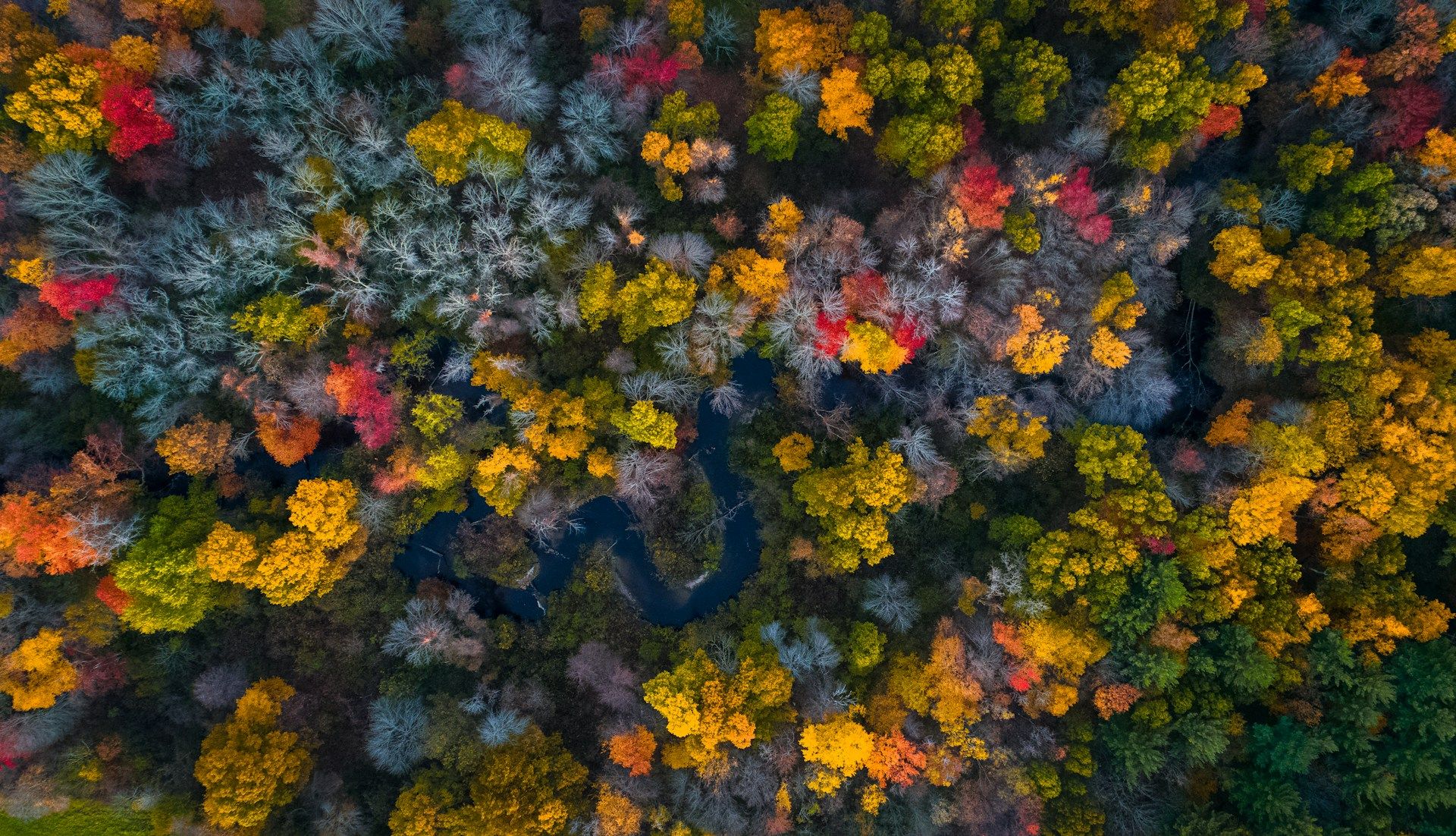 Green trees in Massachusetts