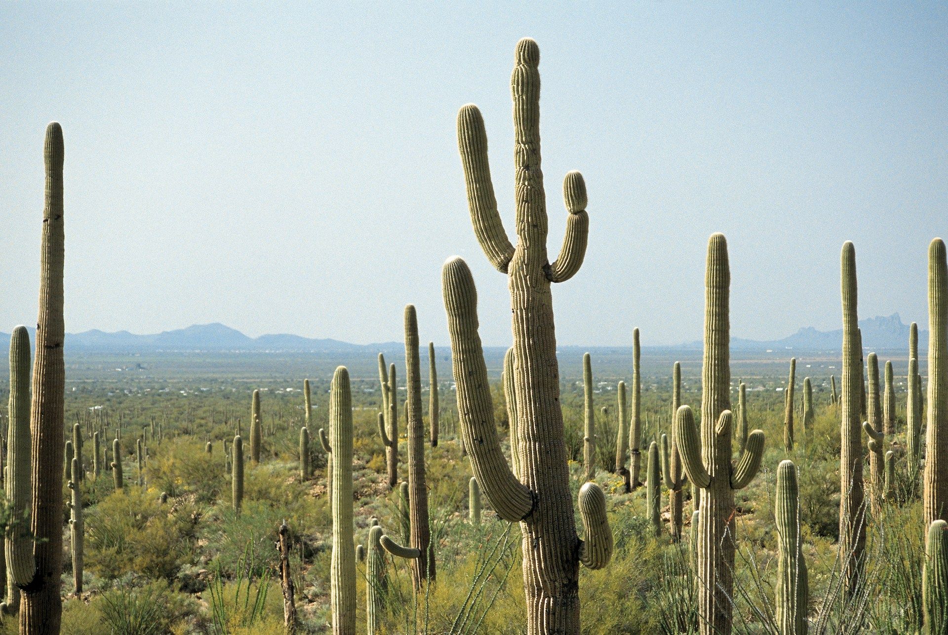 Cacti in a Phoenix field