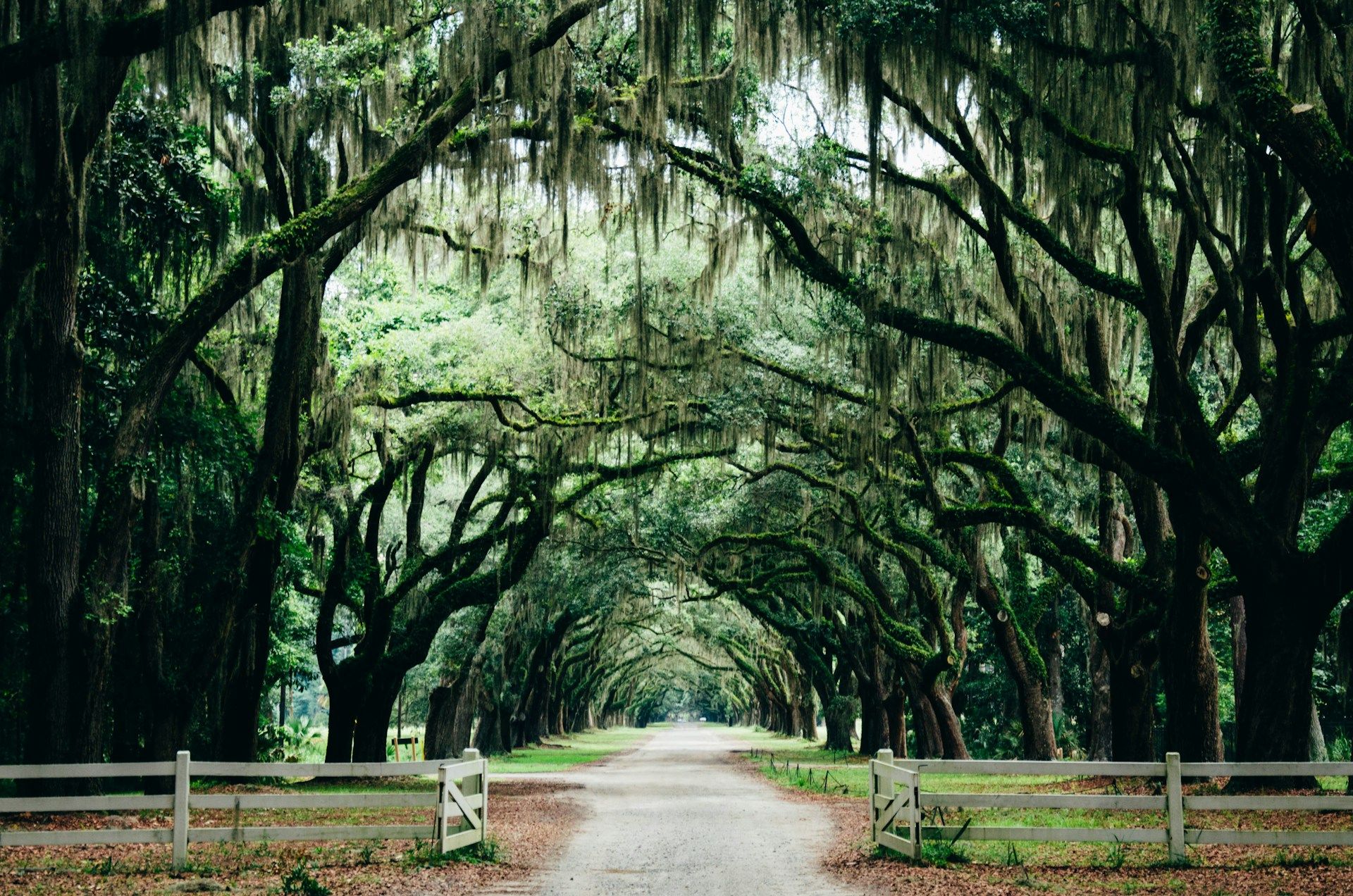 Green leaf trees in Savannah GA