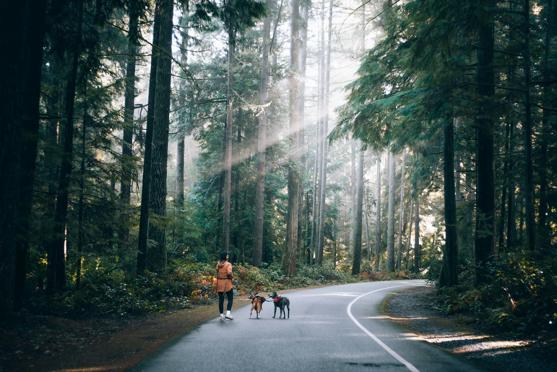 Man walking two dogs in Tacoma WA
