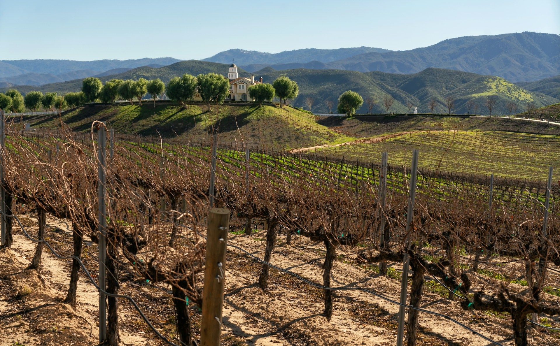 Vineyard in Temecula California