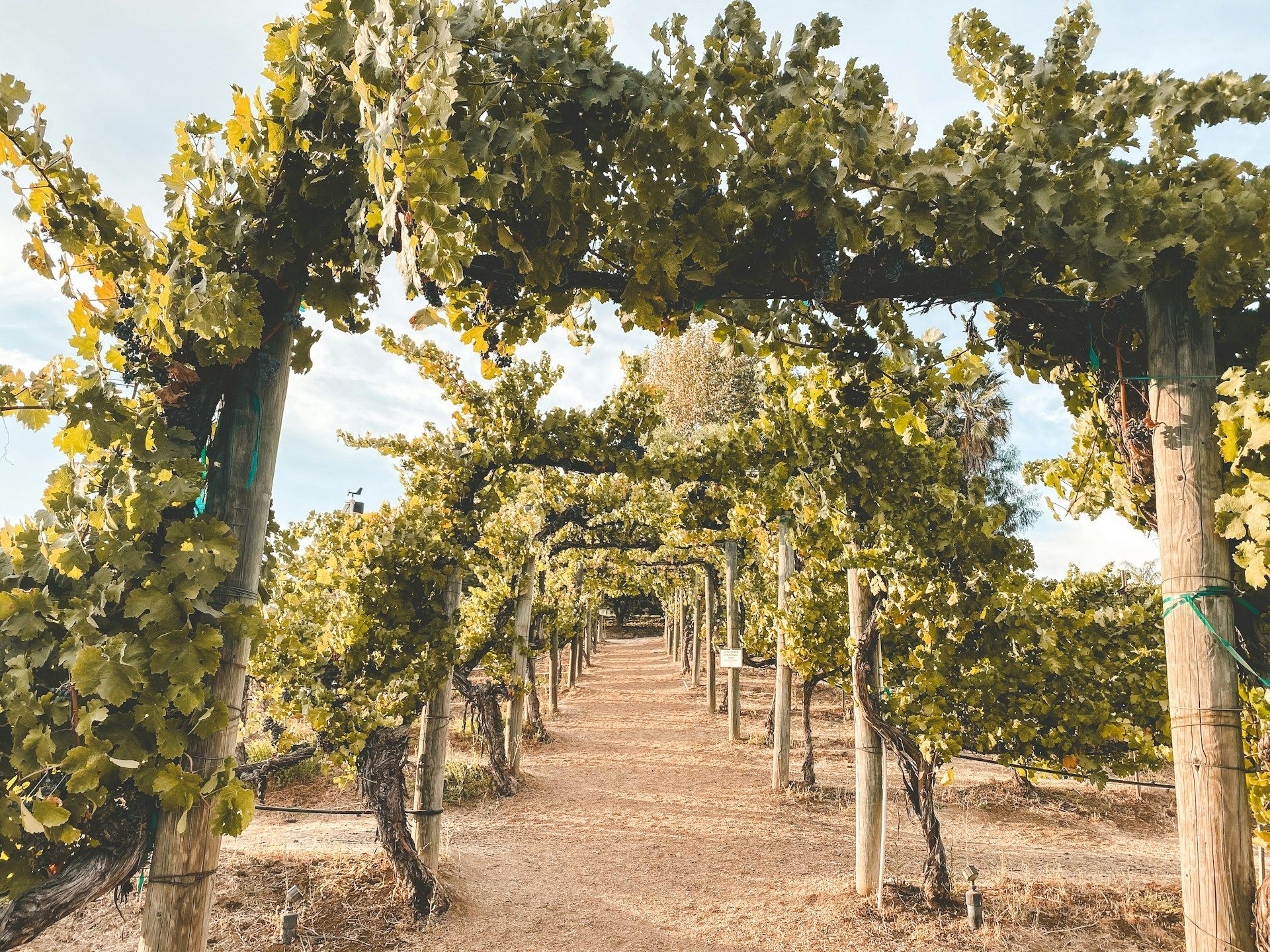Dirt path in Temecula CA