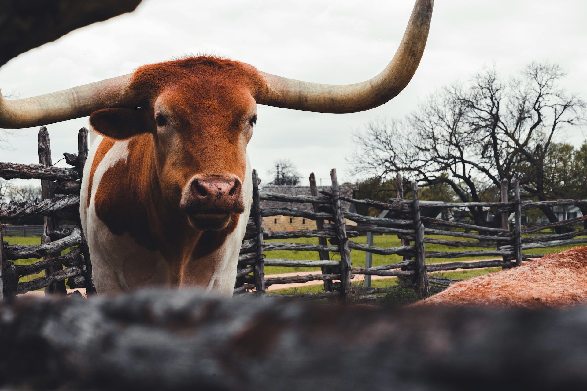 Brown cow in Texas grass field