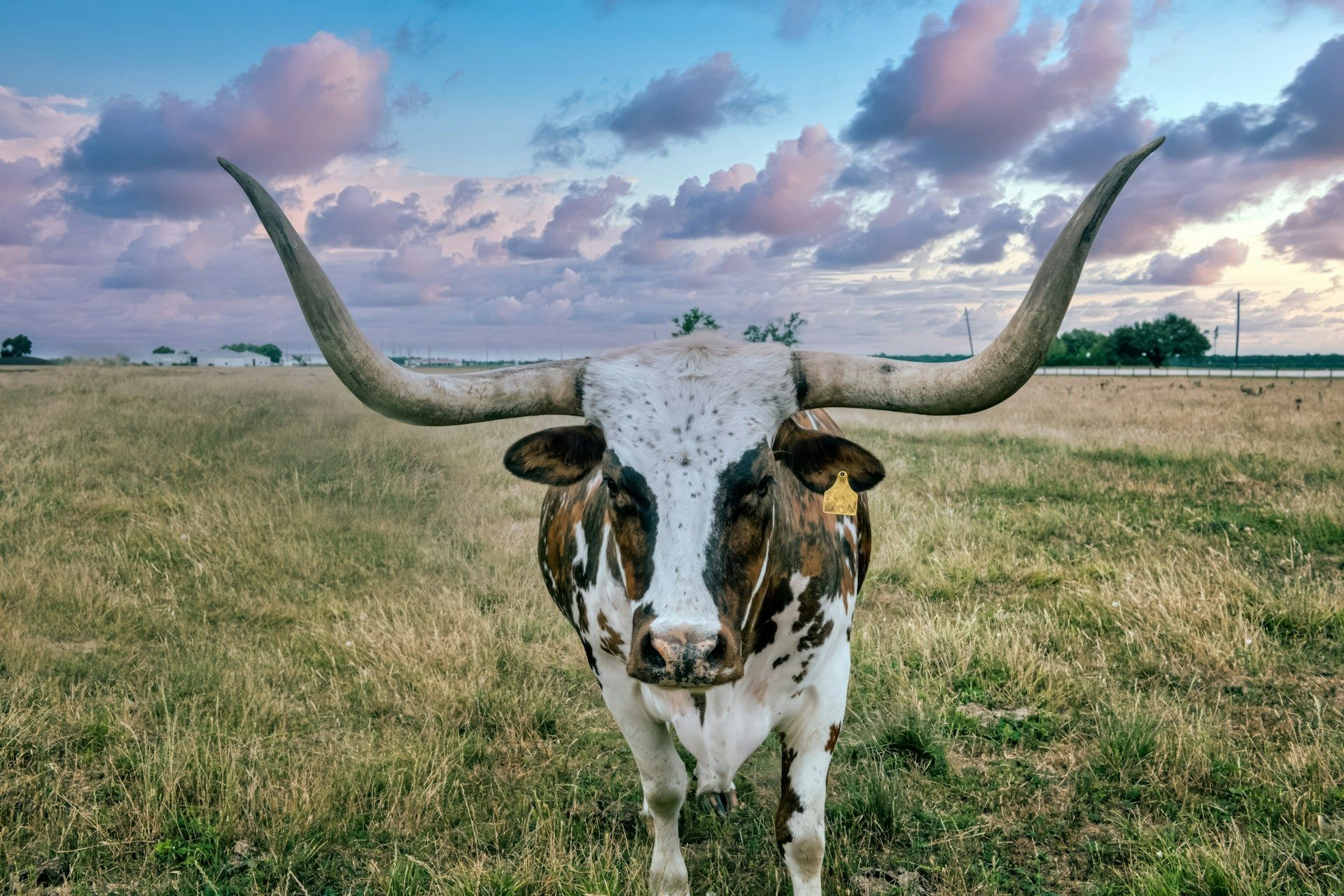 Longhorn cattle at George Ranch Texas
