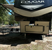 Cougar
