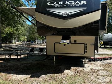 Cougar