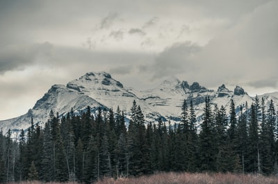 Road through forest in Banff AB