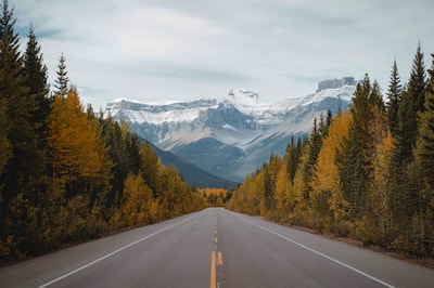 Road through forest in Banff AB