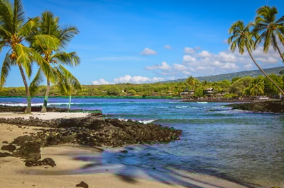 Palm tree on Big Island Hawaii