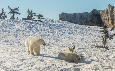 Two polar bears playing in Brandon MB