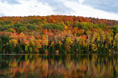 Green and brown trees in Burlington VT
