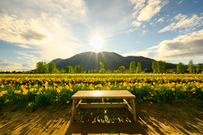 Wooden bench in Chilliwack BC flowers
