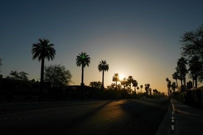 Palm trees in Coachella desert