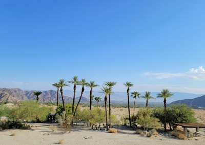 Palm trees in Coachella desert