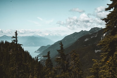 Green trees on mountain in Cranbrook BC
