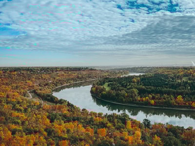 Green trees in Edmonton AB