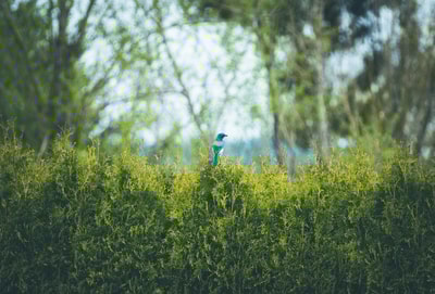 Blue bird perched in Eugene OR