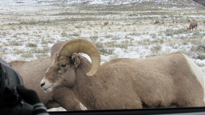 Ram looking out of vehicle in Jackson WY