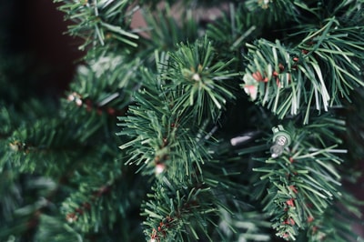 Macro shot of green Christmas tree Kalispell