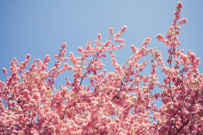 Cherry blossom in Kalispell MT