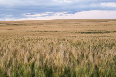 Brown grass field in Lloydminster AB