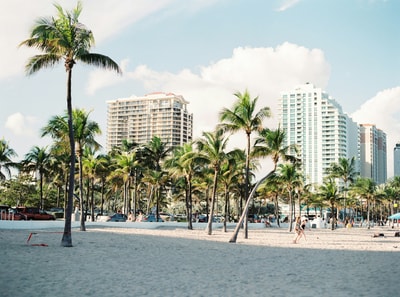 Palm trees near buildings in Miami