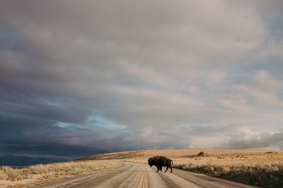 Bison crossing road in Missoula MT