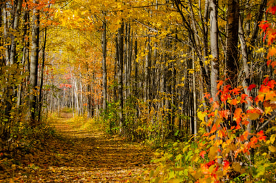 Pathway through trees in North Bay