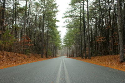 Green trees beside road in North Carolina