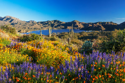 Super Bloom at Bartlett Lake Phoenix AZ