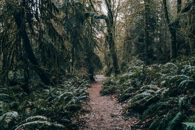 Path through Tacoma WA forest