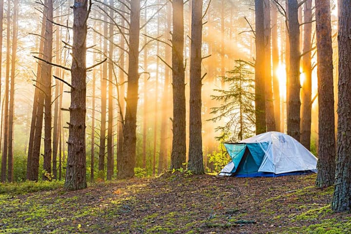 Dawn around a foggy forest with a single tent.