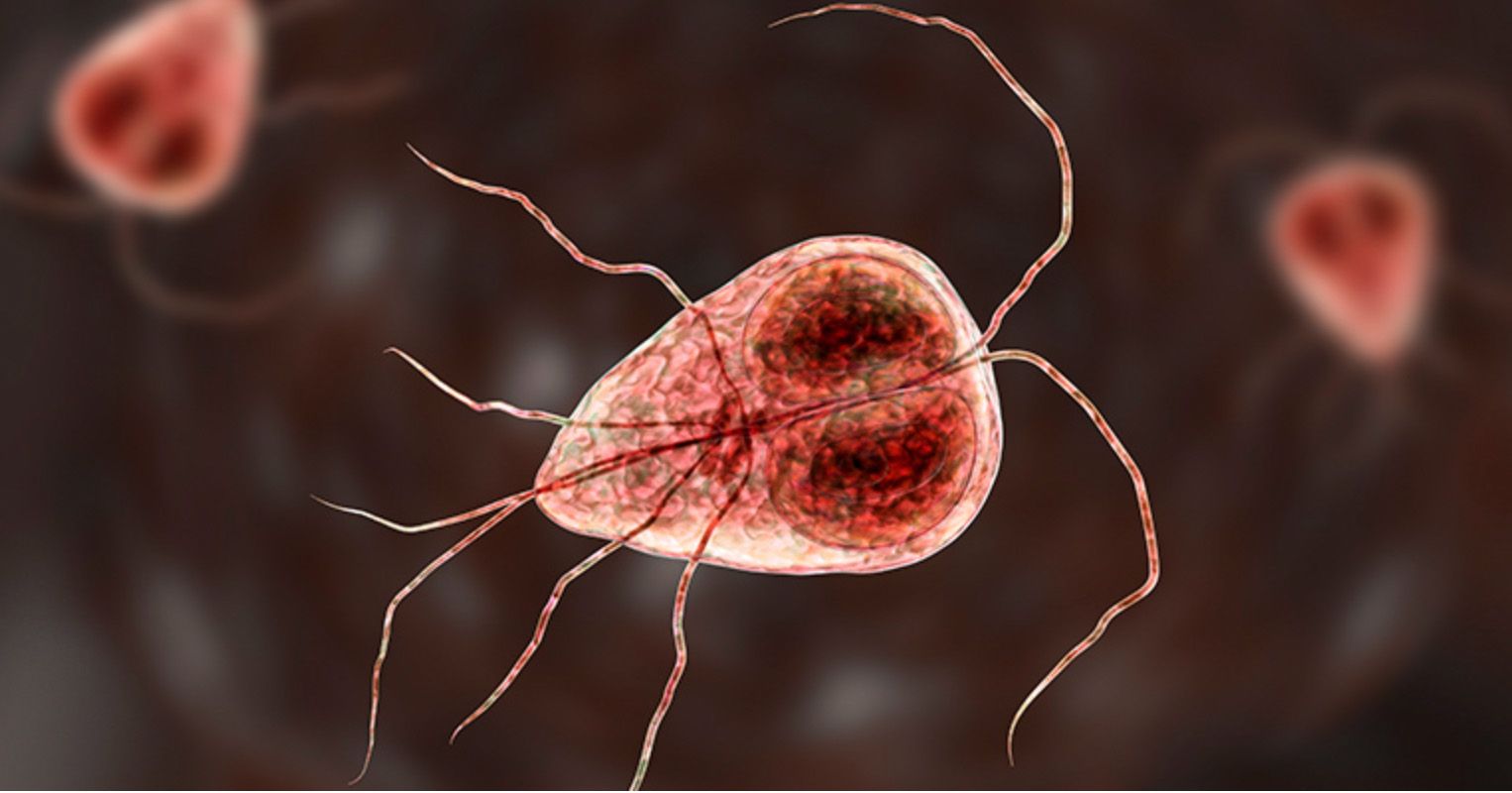microscopic parasite Giardia duodenalis (or “Giardia” for short)