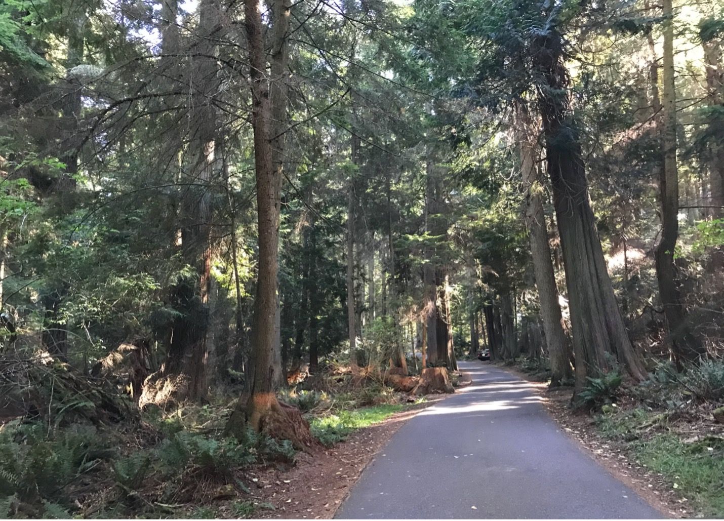 a very narrow road through the woods is unsuitable for big rig RVs 