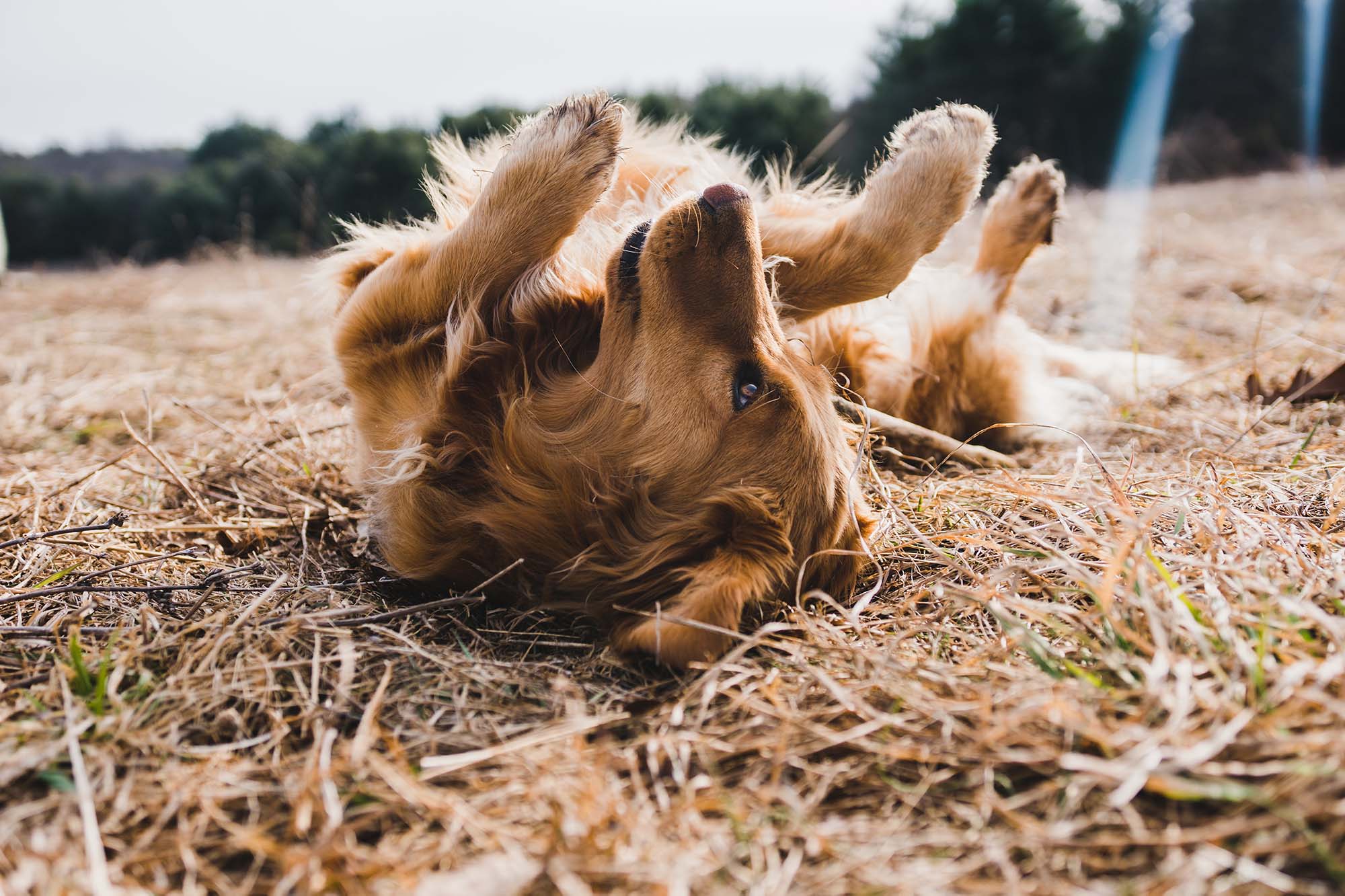 Golden retriever dog laying on his back in dry grass.