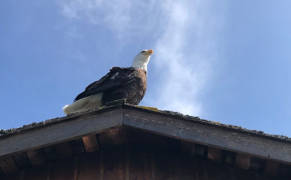 Eagle sitting on the roof of a building.